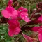 Salvia greggii 'Lipstick' - rózsaszín őszi zsálya K2