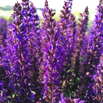 Salvia-nemerosa-039Midnight-Purple039-melylila-lig