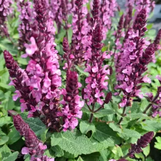 Salvia-nemorosa-039Midnight-Rose039-magenta-ligeti