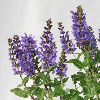Salvia-nemorosa-039Noble-Knight039-kekeslila-liget