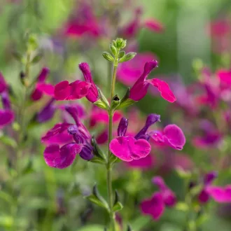 Salvia-039Viola039s-Darling039-lilas-voros-ligeti