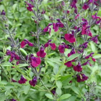 Salvia-x-jamensis-039Nachtvlinder039-biborlila-zsa