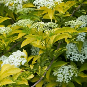 Sambucus nigra 'Aurea' - fekete bodza K7,5 – Díszcserjék