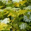 Sambucus nigra 'Aurea' - fekete bodza K7,5 – Díszcserjék