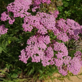 Achillea-millefolium-039Lilac-Beauty039-halvanylil