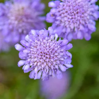 Scabiosa-columbiara-039Butterfly-Blue039-lila-ordo