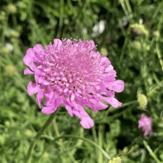 Scabiosa-columbiara-039Pink-Mist039-galambszinu-or