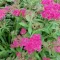 Spiraea japonica 'Anthony Waterer' - ciklámen törpe gyöngyvessző 60-90 cm K2
