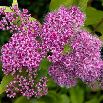   Spiraea japonica 'Crispa' - fodros levelű, lila virágú japán gyöngyvessző K2