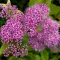 Spiraea japonica 'Crispa' - fodros levelű, lila virágú japán gyöngyvessző K2