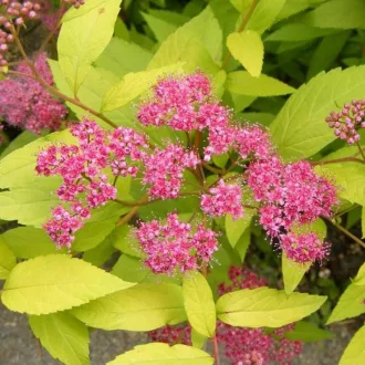 Spiraea japonica 'Golden Princess' - sárgászöld – gyöngyvessző K7,5 – Díszcserjék