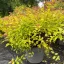 Spiraea japonica 'Golden Princess' - sárgászöld – gyöngyvessző CS9 – Díszcserjék