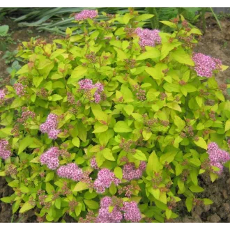 Spiraea japonica 'Golden Princess' - sárgászöld – gyöngyvessző K5 – Díszcserjék