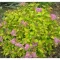 Spiraea japonica 'Golden Princess' - sárgászöld – gyöngyvessző K5 – Díszcserjék