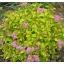Spiraea japonica 'Golden Princess' - sárgászöld – gyöngyvessző K5 – Díszcserjék