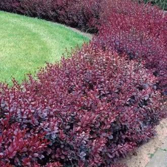 Berberis thunbergii 'Carmen' - japán vérborbolya K7,5 – Sövénynövények