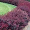 Berberis thunbergii 'Carmen' - japán vérborbolya K7,5