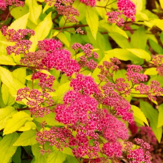 Spiraea japonica 'Goldflame' - félgömb formájú japán gyöngyvessző K2 – Díszcserjék