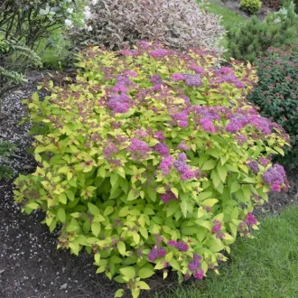 Spiraea japonica 'Goldflame' - félgömb formájú japán gyöngyvessző K5 – Díszcserjék