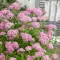 Spiraea japonica 'Little Princess' - zöld levelű, rózsaszín virágú japán gyöngyvessző K2