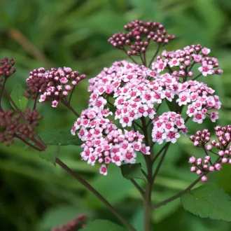 Spiraea japonica 'Little Princess' - zöld levelű – gyöngyvessző K5 – Díszcserjék