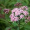 Spiraea japonica 'Little Princess' - zöld levelű – gyöngyvessző K5 – Díszcserjék