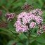 Spiraea japonica 'Little Princess' - zöld levelű – gyöngyvessző K5 – Díszcserjék