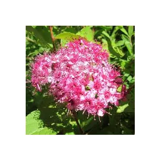 Spiraea japonica 'Manon' - rózsaszín virágú japán gyöngyvessző CS9 – Díszcserjék
