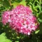 Spiraea japonica 'Manon' - rózsaszín virágú japán gyöngyvessző CS9 – Díszcserjék