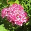Spiraea japonica 'Manon' - rózsaszín virágú japán gyöngyvessző CS9 – Díszcserjék