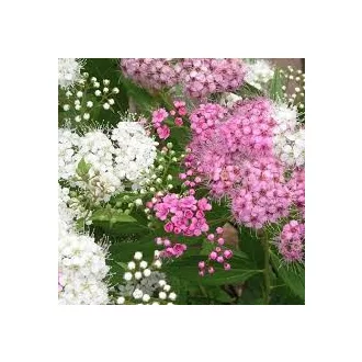 Spiraea japonica 'Shirobana' - fehér-rózsaszín – gyöngyvessző CS9 – Díszcserjék