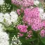 Spiraea japonica 'Shirobana' - fehér-rózsaszín – gyöngyvessző CS9 – Díszcserjék