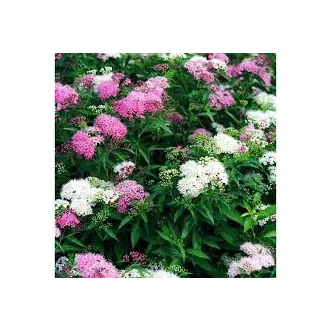 Spiraea japonica 'Shirobana' - fehér-rózsaszín – gyöngyvessző K2 – Díszcserjék