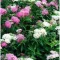 Spiraea japonica 'Shirobana' - fehér-rózsaszín – gyöngyvessző K2 – Díszcserjék