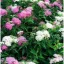 Spiraea japonica 'Shirobana' - fehér-rózsaszín – gyöngyvessző K2 – Díszcserjék