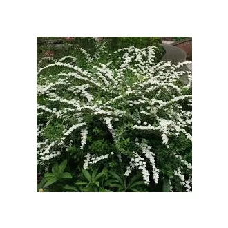 Spiraea nipponica - fehér virágú nipponi gyöngyvessző CS9 – Díszcserjék