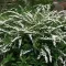 Spiraea nipponica - fehér virágú nipponi gyöngyvessző CS9