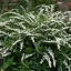 Spiraea nipponica - fehér virágú nipponi gyöngyvessző CS9 – Díszcserjék