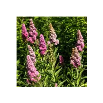 Spiraea x bilardii - rózsaszín virágú gyöngyvessző CS9 – Díszcserjék