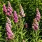 Spiraea x bilardii - rózsaszín virágú gyöngyvessző CS9 – Díszcserjék