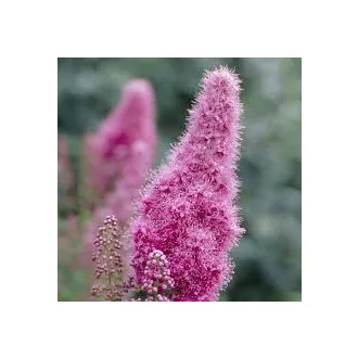 Spiraea x bilardii - rózsaszín virágú gyöngyvessző K5 – Díszcserjék