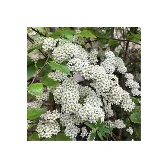  Spiraea x cinerea 'Grefsheim' - hamvas gyöngyvessző K2