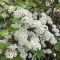 Spiraea x cinerea 'Grefsheim' - hamvas gyöngyvessző K2