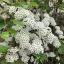Spiraea x cinerea 'Grefsheim' - hamvas gyöngyvessző K7,5 – Díszcserjék