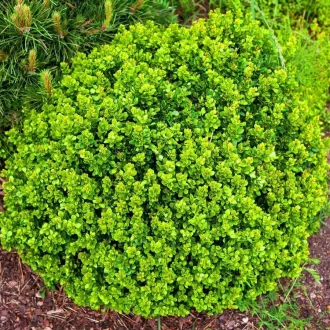   Berberis thunbergii 'Kobold' - zöld japán borbolya K3