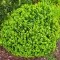 Berberis thunbergii 'Kobold' - zöld japán borbolya K3
