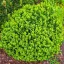 Berberis thunbergii 'Kobold' - zöld japán borbolya K3 – Sövénynövények