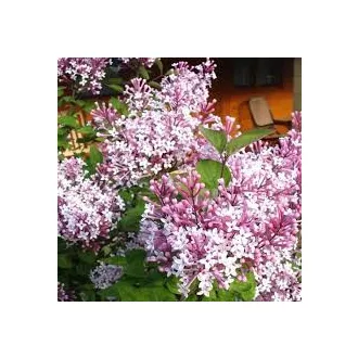 Syringa josikaea - Jósika-orgona 3-4 m halványlila K3 – Díszcserjék