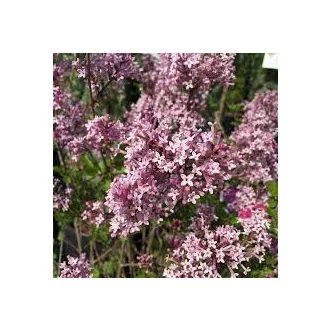 Syringa meyeri 'Palibin' - rózsaszín virágú törpe orgona K5 – Díszcserjék