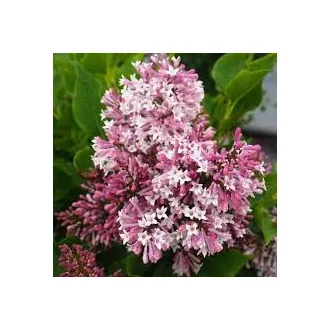 Syringa patula 'Miss Kim' - törpe, világos lila késői orgona 1 – m K5 – Díszcserjék